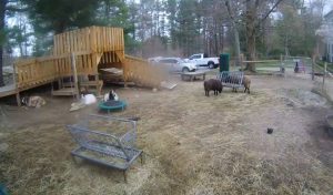 Fainting Goats Live Webcam