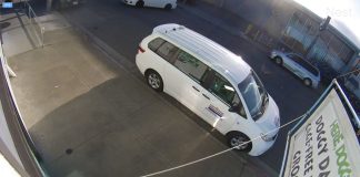 Here Doggy Daycare Live Webcams, San Francisco