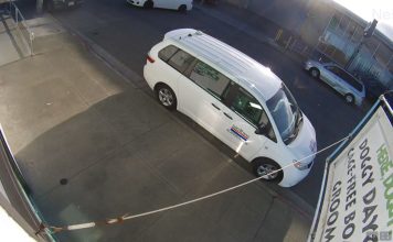 Here Doggy Daycare Live Webcams, San Francisco