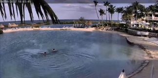 Live Webcam Hawks Cay Resort On Duck Key - Marathon, Fl