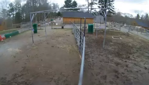 Live Cows Webcam – Unity Sanctuary Farm – Sherborn, MA