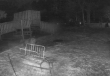 Sheep Webcam Unity Farm
