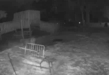 Sheep Farm Near Me Live Webcam