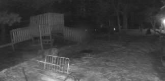 Sheep Webcam Unity Farm