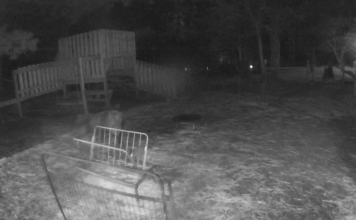 Sheep Webcam Unity Farm