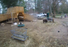 Unity Farm Sanctuary Live Webcams In Sherborn, Massachusetts