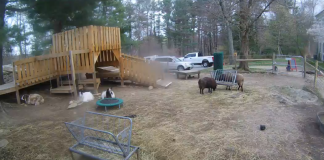 Unity Farm Sanctuary Live Webcams In Sherborn, Massachusetts