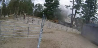 Horse Rescue Sherborn Live Webcam