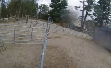 Horse Rescue Sherborn Live Webcam