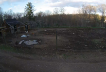 Pigs Live Webcam