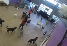 Barkzone Dog Boarding & Grooming Live Webcams Portland, Or