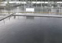 Island Dolphin Care Key Largo Live Webcam