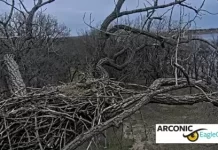 Arconic Eagle Cam