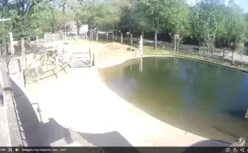 Memphis Zoo Webcams Memphis Zoo Webcams