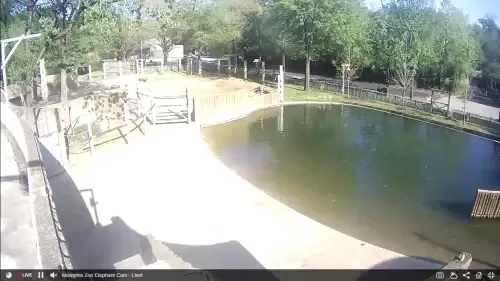 Memphis Zoo Webcams