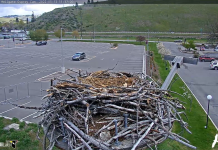 Hellgate Osprey Cam - Missoula, Montana | Live Video