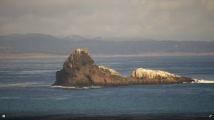 Piedras Blancas Rookery Live Webcam - San Simeon, California