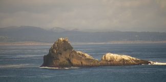 Piedras Blancas Rookery Live Webcam - San Simeon, California