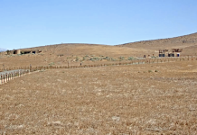 Antelope Valley Poppy Reserve Live Webcam