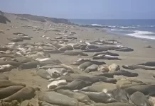  piedras Blancas Rookery Live Webcam New