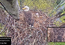 Avon Lake Eagle Cam