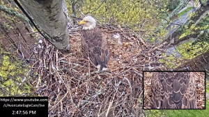 Avon Lake Eagle Cam