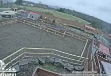 Camel Cam - Animal Adventure Park