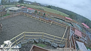 Animal Adventure Park Live Webcam - Harpursville, Ny