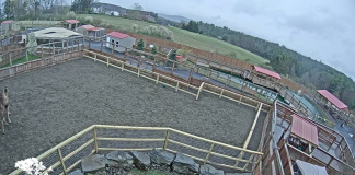 Animal Adventure Park Live Webcam - Harpursville, Ny