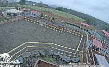 Animal Adventure Park Live Webcam - Harpursville, Ny