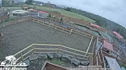 Animal Adventure Park Live Webcam – Harpursville, NY