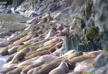 Walrus Beach Webcam, Round Island, Alaska