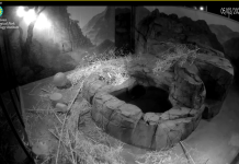 National Zoo Panda Cam, Smithsonian, Dc