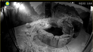 National Zoo Panda Cam, Smithsonian, Dc