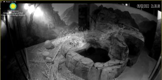 National Zoo Panda Cam, Smithsonian, Dc