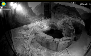 National Zoo Panda Cam, Smithsonian, Dc