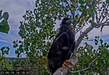 Redding Eagle Cam, California