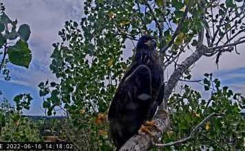 Redding Eagle Cam, California