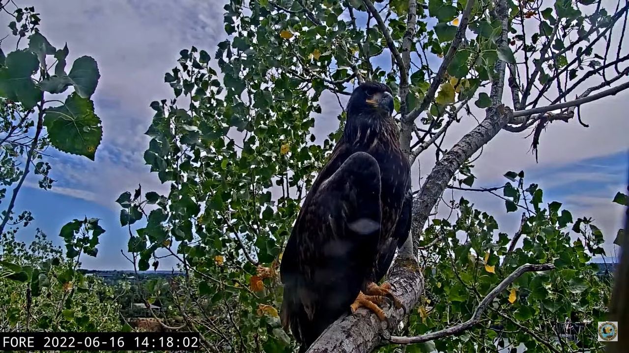 Redding Eagle Cam, California