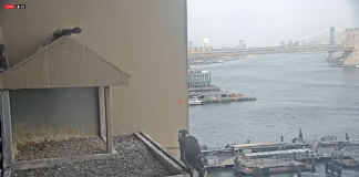 55 Water Street, Ny Webcam | East River Live Video