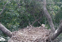 Hanover Eagle Cam, Pa