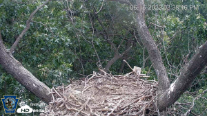Hanover Eagle Cam, Pa