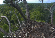 Nefl Eagle Cam (northeastern Florida) - Live Video