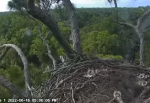 Nefl Eagle Cam (northeastern Florida)