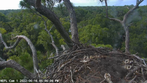 Nefl Eagle Cam (northeastern Florida) - Live Video