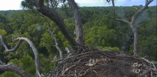 Nefl Eagle Cam (northeastern Florida) - Live Video