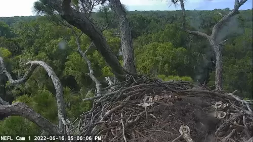 NEFL Eagle Cam (Northeastern Florida) – Live Video