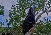 Redding Eagle Cam, California