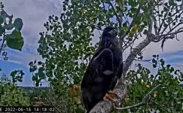 Redding Eagle Cam, California