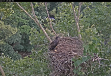 Etsu Eagle Cam, Johnson City Tn